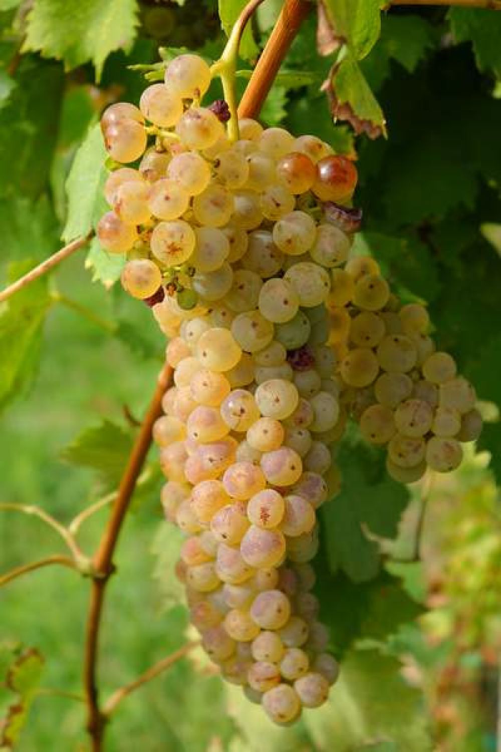 Nahlédněte pod korek naturálním vínům